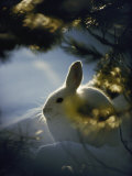 Michael S. Quinton - Backlit Portrait of a Little Snowshoe Hare in Winter Camouflage Fotografická reprodukce Michael S. Quinton - Backlit Portrait of a Little Snowshoe Hare in Winter Camouflage Fotografická reprodukce