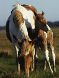 Wild Pony and Foal Grazing in a Field Photographie par James L. Stanfield