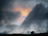 A Silhouetted Grizzly Bear Appears against a Twilight Sky Photographic Print by Joel Sartore