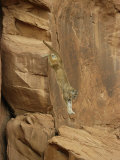 A Mountain Lion Soars Down the Side of a Cliff Photographic Print by Norbert Rosing