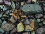 Rocks and Dead Leaves Photographie par Sam Abell