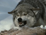 Alpha Male Gray Wolf Dominates a Deer Carcass Fotoprint van Jim And Jamie Dutcher Alpha Male Gray Wolf Dominates a Deer Carcass Fotoprint van Jim And Jamie Dutcher