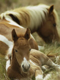 Wild Pony and Foal at Rest in a Grassy Plain Photographic Print by James L. Stanfield