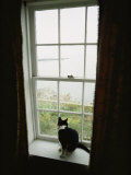 A Cat Sitting on a Windowsill Photographie par Bill Curtsinger