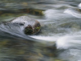 Water swirls around a rock Lámina fotográfica por Paul Nicklen