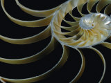 A Close-up of the Cross-Section of a Chambered Nautilus Shell Photographie par Todd Gipstein