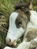 Portrait of a Wild Pony Foal Sleeping Lámina fotográfica por James L. Stanfield Portrait of a Wild Pony Foal Sleeping Lámina fotográfica por James L. Stanfield
