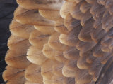 A Close View of the Wing Feathers of a Wedge-Tailed Eagle Photographic Print by Jason Edwards
