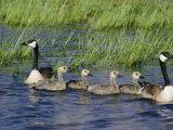 Canada Geese with Young Photographic Print by Phil Schermeister