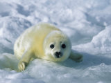 A gray seal pup stares directly at the camera Lámina fotográfica por Norbert Rosing A gray seal pup stares directly at the camera Lámina fotográfica por Norbert Rosing