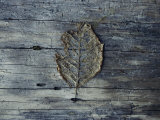 A Decomposing Leaf Sits on a Log in the Hoh River Valley Photographie par Sam Abell