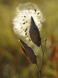 Close View of a Milkweed Pod Gone to Seed Photographic Print by Phil Schermeister