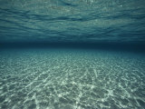 Underwater View Lámina fotográfica por Bill Curtsinger Underwater View Lámina fotográfica por Bill Curtsinger