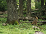 A Fox Sits in a Green Woodland Lámina fotográfica por Bill Hatcher A Fox Sits in a Green Woodland Lámina fotográfica por Bill Hatcher