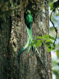 Male Resplendent Quetzal Bearing Food for its Nestlings Photographie par Steve Winter
