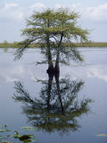 Cypress Tree Reflecting in the Water Photographie par Bates Littlehales