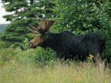A Large Bull Moose in Tall Grass on the Edge of a Forest Photographic Print by Phil Schermeister