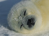 Resting Gray Seal Pup Photographic Print by Norbert Rosing