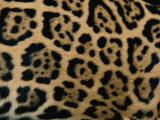 A Close View of the Markings on a Jaguar Photographic Print by Steve Winter
