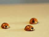 Multi-Colored Asian Lady Beetles Photographic Print