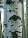 Detail of a Tree Trunk with Face-Like Features Lámina fotográfica Detail of a Tree Trunk with Face-Like Features Lámina fotográfica