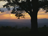 Sunset and Silhouetted Oak Tree over the Shenandoah Valley, Dickeys Ridge Visitors Center Photographic Print by Raymond Gehman