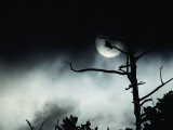 Dead Tree Silhouetted against a Full Moon Photographic Print by Michael S. Quinton