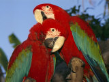 Pair of Captive Red-And-Green Macaws at Busch Gardens Photographic Print by Richard Nowitz