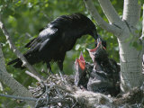 An Adult Raven Feeds a Group of Hungry Chicks Photographic Print by Michael S. Quinton