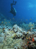 Diver Explores Coral and Marine Life in the Red Sea Photographic Print by Peter Carsten