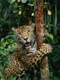 A Jaguar Sharpens it Claws on a Tree Trunk Photographie par Steve Winter