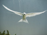 Fairy Tern in Flight Photographie par Bates Littlehales