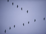Canada Geese Flying in Formation Photographic Print