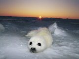 A Juvenile Gray Seal Pup Rests as the Sun Begins to Rise over the Snowy Landscape Photographic Print by Norbert Rosing
