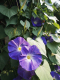 A Close View of a Heavenly Blue Morning Glory Flower and Vine Photographie par Bill Curtsinger