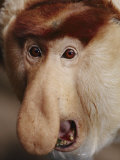 A rare leaf-eating proboscis monkey Stampa fotografica di Michael Nichols A rare leaf-eating proboscis monkey Stampa fotografica di Michael Nichols