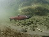 A Chinook Salmon Fish, Also Known as King Salmon, Swims Upstream to Spawn Photographic Print by Michael S. Quinton