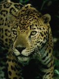 A Jaguar on the Prowl Photographic Print by Steve Winter