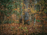 A White-Tailed Deer in an Upland Hardwood Forest Photographic Print by Raymond Gehman