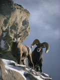 A Pair of American Bighorn Sheep on a Ledge Photographie par Michael S. Quinton