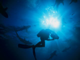 Sunlight Silhouetting a Diver Swimming About with a Group of Sharks Photographic Print by Nick Caloyianis