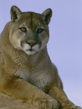 Portrait of a Mountain Lion Photographic Print by Norbert Rosing