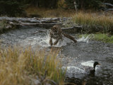 Mountain Lion Hunts a Mallard Duck in a Creek Photographic Print by Jim And Jamie Dutcher