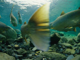 Atlantic Salmon Swimming Upriver to Spawn Photographic Print by Paul Nicklen