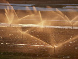 Twilight View of Sprinklers Watering a Strawberry Field Photographic Print by Michael S. Lewis