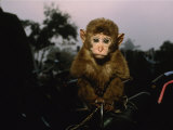 A Young Pet Monkey Sits for His Portrait Stampa fotografica di Steve Winter A Young Pet Monkey Sits for His Portrait Stampa fotografica di Steve Winter