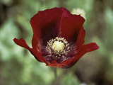 Flower of an Opium Poppy Photographie par Steve Raymer