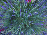 Lavender Bush and Flowers Photographic Print