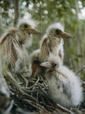 Juvenile Blue Herons in Their Nest Photographic Print by Sam Abell