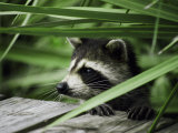 A Raccoon Peers over the Side of a Wooden Dock Photographic Print by Nicole Duplaix